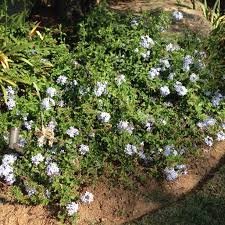 Image result for Plumbago ituriensis
