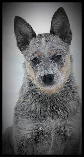 Black Australian Cattle Dog Blue Heeler Gorgeous Miss Olive Austrailian Cattle Dog Aussie Cattle Dog Blue Heeler Dogs