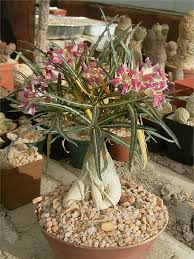 Image result for Ctenium somalense