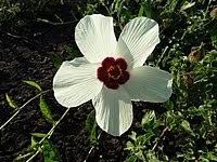Image result for Hibiscus rhabdotospermus