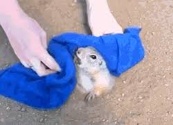We did not find results for: Prairie Dog Too Fat To Get Out Of His Hole Gif On Imgur