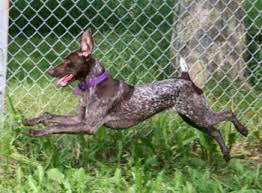 German Shorthaired Pointer Dog Breed Information And Pictures
