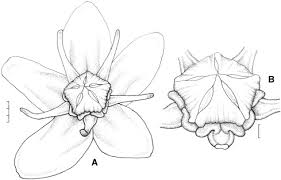 Image result for Mondia ecornuta