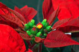 Filedetailaufnahme Weihnachtsstern Großjpg Wikimedia
