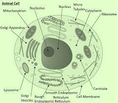 Check spelling or type a new query. Why Is Endocytosis Found In Animals Only A Cell Walls Class 11 Biology Cbse