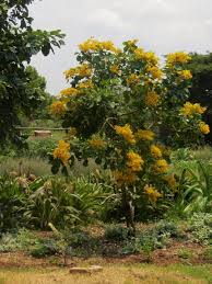 Image result for Pterocarpus rotundifolius
