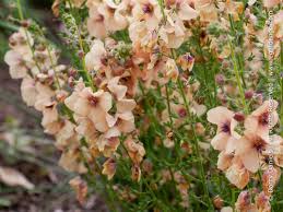 Image result for Verbascum