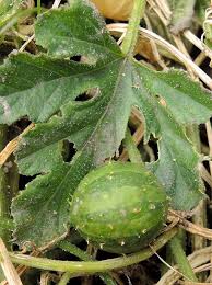Image result for Cucumis myriocarpus