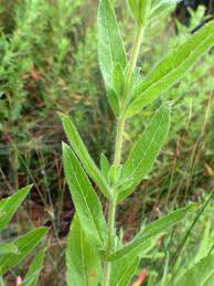 Image result for Epilobium hirsutum