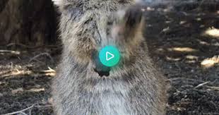 If a quokka mother is threatened by a predator she will often throw her baby on the ground to distract the predator and save her own life.quokkas are not afraid of people but it is illegal for people to turn them into pets. Quokka Saying Hi Gif On Imgur