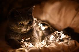 Names inspired by christmas decorations like bell, angel and snowflake are cute. 205 Cute And Adorable Christmas Cat Names Cat Mania