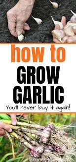 How To Plant And Grow Garlic Growing Garlic Planting Garlic Veg Garden
