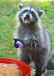 There are lots of reasons as to why the nocturnal. Where Do Raccoons Go During The Day Why Do We Only See Them At Night Quora