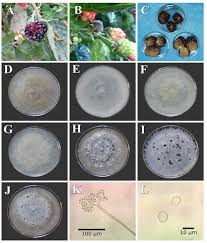 Image result for Botrytis cinerea