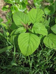 Image result for Amaranthus viridis