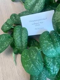 ❤️ general scindapsus care tips: Have True Scindapsus Silver Splash Not Exotica Cuttings Want Uncommon Aroids Other Cool Things Make Me An Offer Takeaplantleaveaplant