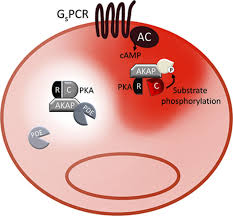 General information, camps, programs, parks & pool, special events, etc. Subcellular Organization Of The Camp Signaling Pathway Pharmacological Reviews