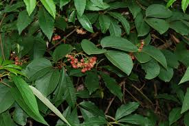 Image result for Illigera pentaphylla