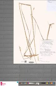 Image result for Andropogon festuciformis