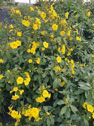 Image result for Reinwardtia indica