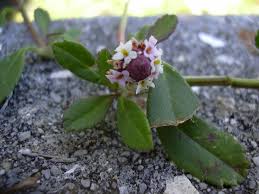 Image result for Phyla nodiflora