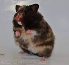 Origin syrian hamsters originate in the middle east (particularly israel and syria). Black Syrian Hamsters Long Haired Syrian Hamster In 2020 Tiere