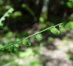 Image result for Cynoglossum coeruleum