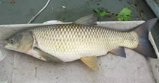 Image result for Catunaregam stenocarpa