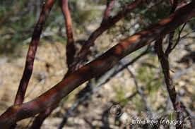 Image result for Lipocarpha nana