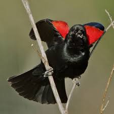 To get rid of them, supply food they won't eat. Red Winged Blackbirds On The Attack Birdnote