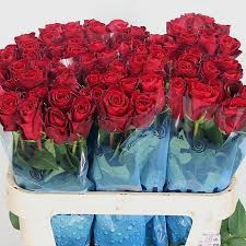 Madam Red Flower