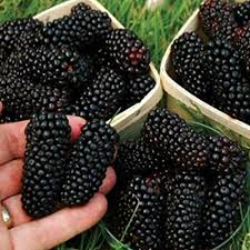 Three main types that can be grown in the home garden are red, black and purple. Raspberry Blackberry Strawberry Kiwi Seeds For Yard Gardening Plant 100pcs Rare Raspberry Blackberry Strawberry Kiwi Seeds Nutritious Fruits Bonsai Tree Blackberry Seeds By Mosichi Buy Online In Botswana At Botswana Desertcart Com Productid
