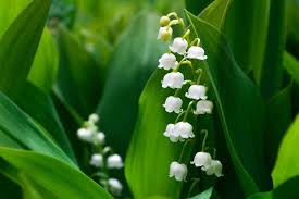 Lilies (such as peace lily, calla lily, easter lily and tiger lily) are highly toxic and potentially fatal to cats. Lily Of The Valley Toxicity In Dogs And Cats Firstvet