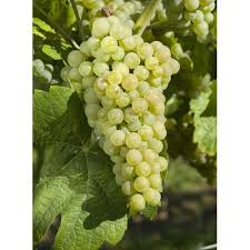 Image result for Uncinula necator