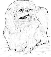 You might also be interested in coloring pages. Lhasa Apso Coloring Pages Dog Coloring Pages Coloring Pages For Kids And Adults