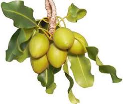 Beurre De Karite Et Cheveux Boucles Recettes Application Proprietes