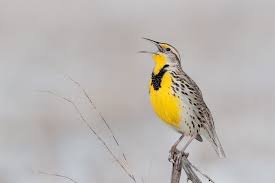 Birds Of Western New York State Western Meadowlark 1 Meadowlark Nebraska Sandhills Nebraska