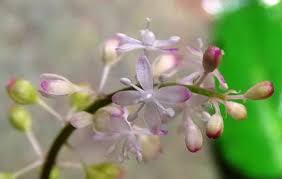 Image result for Equilabium petiolare