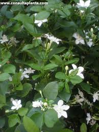 Image result for Wrightia