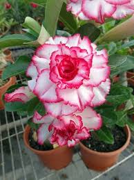 Image result for Adenium