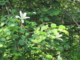 Image result for Bauhinia bowkeri