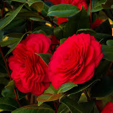 It S A Southern Christmas When The Red And Green Of Your Nuccio S Bella Rossa Camellia Nicely Compliments Your Holid Winter Plants Winter Flowers Winter Garden