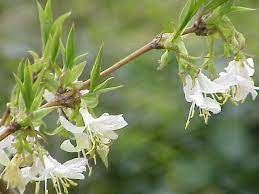 Honeysuckle is a favorite plant because it's heat tolerant and can thrive in the extreme weather of punishing southern summers. Lonicera Fragrantissima Wikipedia