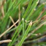 Image result for Cyperus laevigatus