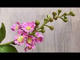 95 Abc Tv How To Make Queen S Crape Myrtle Flower With Shape Punch Craft Tutorial Youtube Myrtle Flower Paper Flowers Crape Myrtle