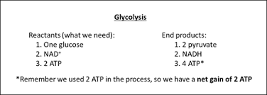 What are three products of cellular respiration? Cell Respiration Wyzant Resources
