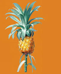 6th Annual Kips Bay Decorator Show House Palm Beach Journal by Kips Bay  Boys & Girls Club