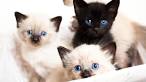 Siamese Kittens for Sale - Adoptapet