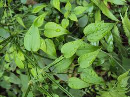 Image result for Rubia cordifolia