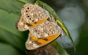 Image result for Sclerocroton